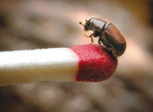 Escarabajos de Corteza – Pequeñas Plagas con Enormes Daños
