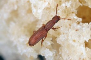 infestación de escarabajos de grano