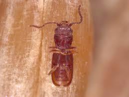 infestación de escarabajos de grano