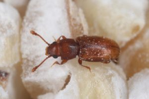 infestación de escarabajos de grano