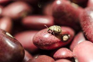 infestación de escarabajos de grano