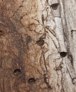 Infestación de Escarabajos Aburridos de Madera
