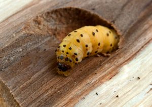 Infestación de Escarabajos Aburridos de Madera