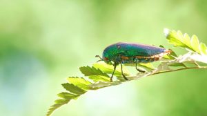 Escarabajos de madera en la naturaleza