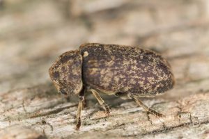 Infestación de Escarabajos Aburridos de Madera