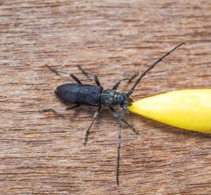 Especies de Escarabajos de Madera y Cómo Prevenirlos