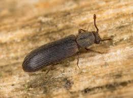 Infestación de Escarabajos Aburridos de Madera