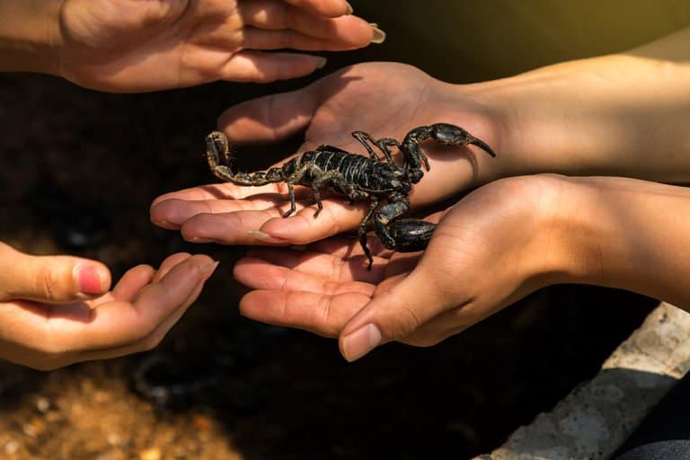 Cómo Mantener un Escorpión como Mascota