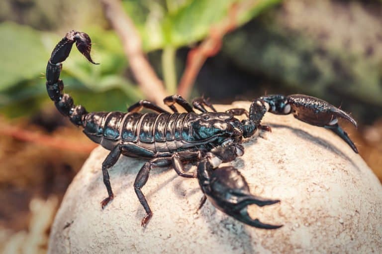 único escorpión negro en la naturaleza.