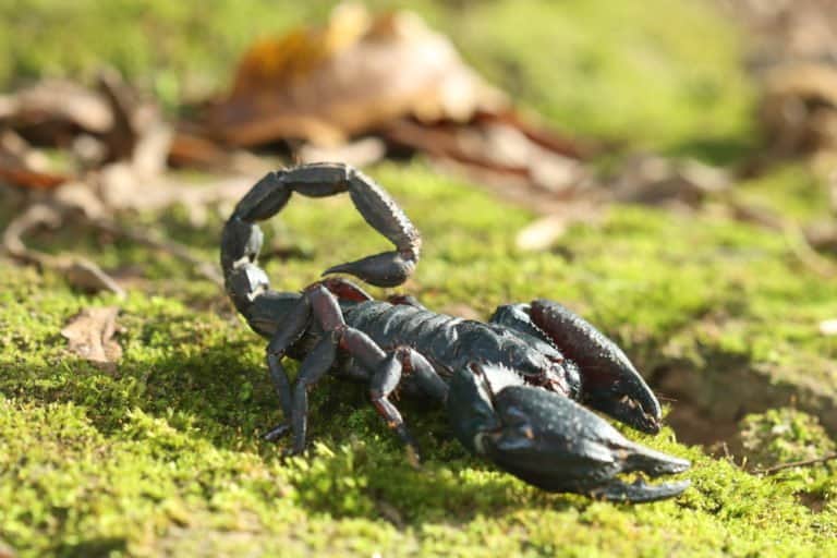 único escorpión negro en la naturaleza.