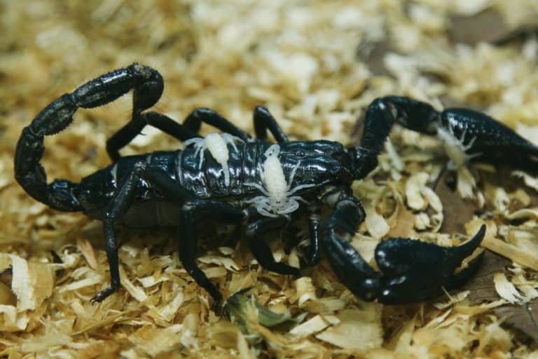 único escorpión negro en la naturaleza.
