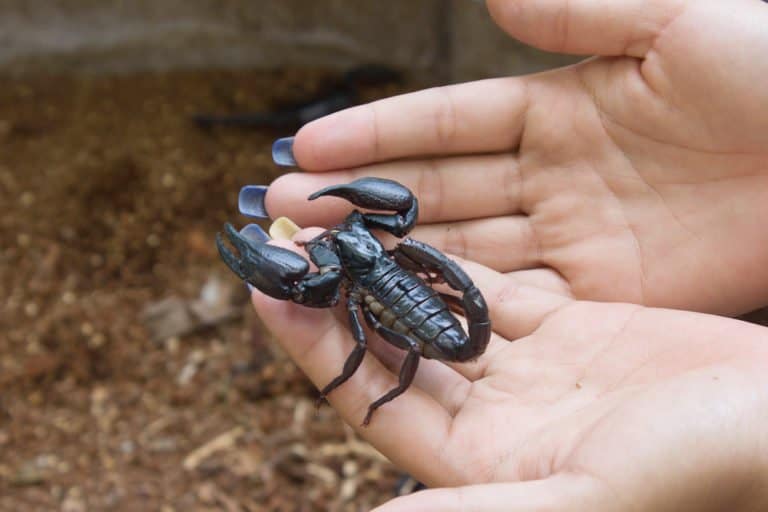 único escorpión negro en las manos