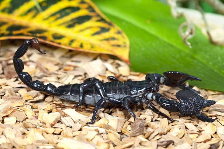 único escorpión negro en la naturaleza.