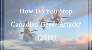 Gansos Canadienses – ¿Cómo Se Detiene el Ataque de los Gansos Canadienses? (2018)