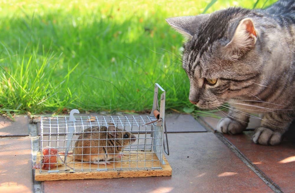 Un gato está mirando al ratón que atrapado en una jaula