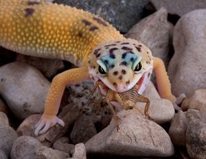 Un joven gecko leopardo está comiendo un grillo.