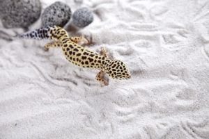 Leopardo gecko lagarto en la arena.