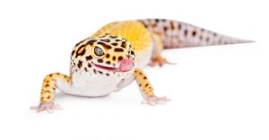 Linda lagartija gecko leopardo con la lengua fuera lamer los labios.