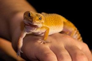 Geckos leopardo lindo en la mano del ser humano.