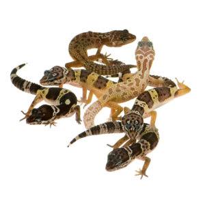 Diferentes tipos de geckos leopardo en el blanco.