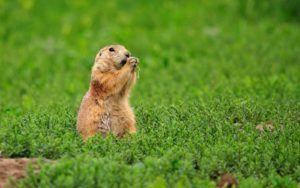 Gopher aislado en la naturaleza.