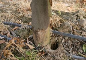 Daño de árbol causado por Gopher.