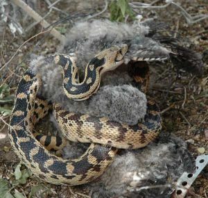 Serpiente gopher comiendo un búho