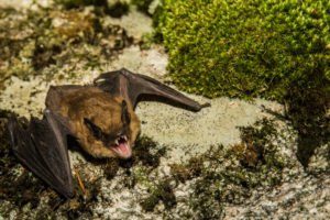 Gran murciélago marrón en la naturaleza.