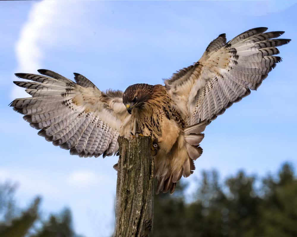 Una gran paloma está volando en el cielo