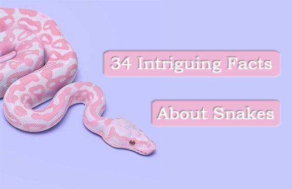 34 Datos Intrigables sobre las Serpientes: Usted Siempre Quiso Saber