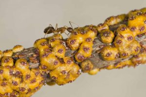 La hormiga loca amarilla recibe nutrición del insecto de escala