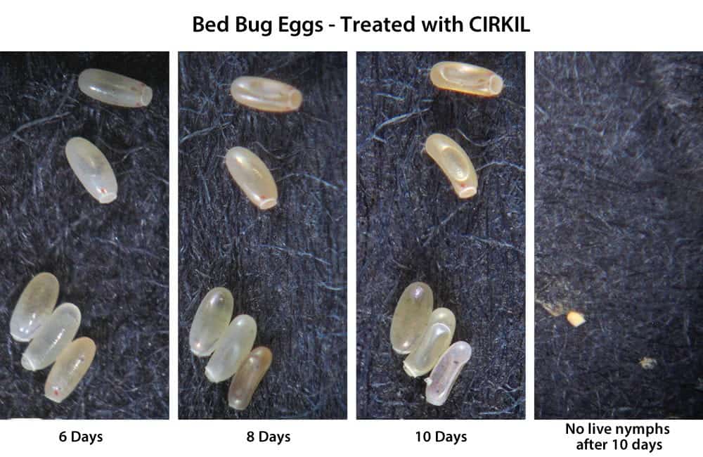 Introducción a los huevos de bichos de cama