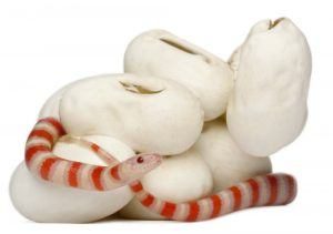 Serpiente de leche alrededor de sus huevos en fondo blanco