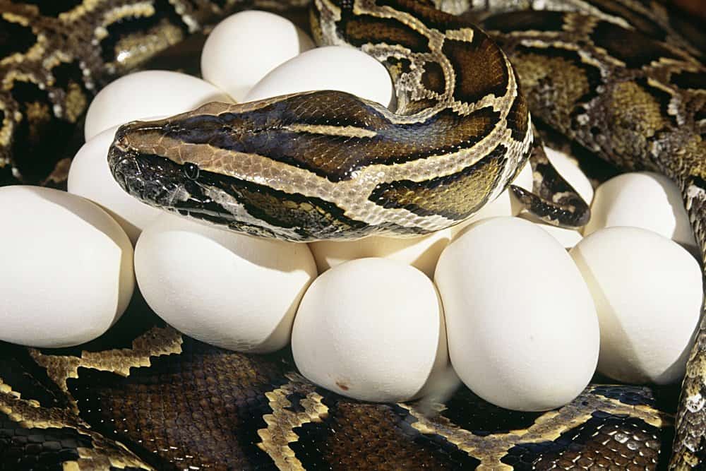 Serpiente y sus huevos