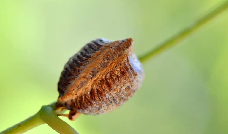 huevos de mantis de raza