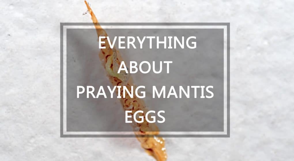 Orar Huevos Mantis – Todo Sobre Orar Huevos Mantis