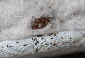 Huevos de Insectos de la Cama – Información Interesante sobre Huevos de Insectos de la Cama