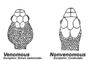 Cómo identificar a la Serpiente Venenosa