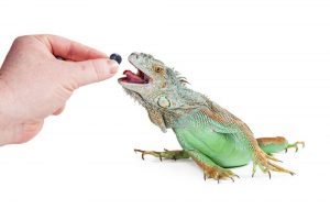 Mano de una persona que alimenta un arándano a una iguana del animal doméstico que alcanza con la boca abierta y la lengua hacia fuera.