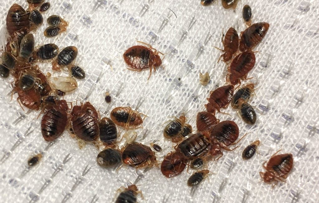 Un grupo de insectos de cama muerta
