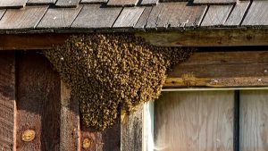 colmena de abejas cerca de la casa