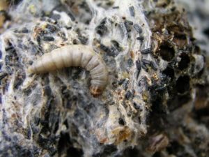 Larvas de polilla de cera en un nido de abeja infectado. La familia de las abejas está enferma con una polilla de cera. Terrible marco de cera de abeja comido por parásitos.