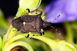 Insecto Soldado Hilado -Ciclo de Vida, Identificación y Beneficios