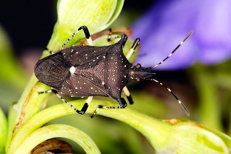 Insecto Soldado Hilado -Ciclo de Vida, Identificación y Beneficios