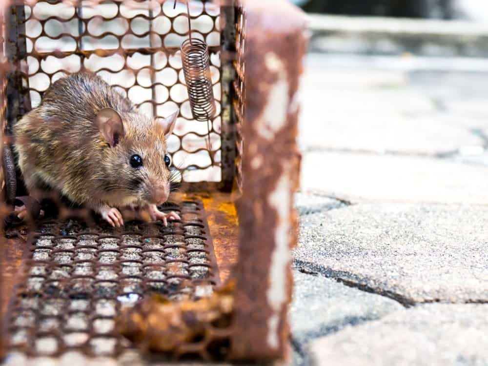 Un ratón atrapado en una jaula