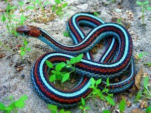 Colorido liga serpiente sobre hierba