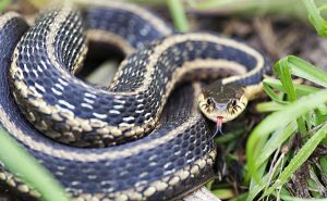 Primer plano de una serpiente de la liga