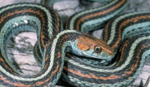 15 Preguntas y Respuestas sobre los Hechos de la Serpiente de la Liga