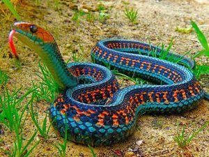 Serpiente de la liga roja de California