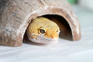 Lagarto amarillo que se esconde sentado la capa de cerámica.